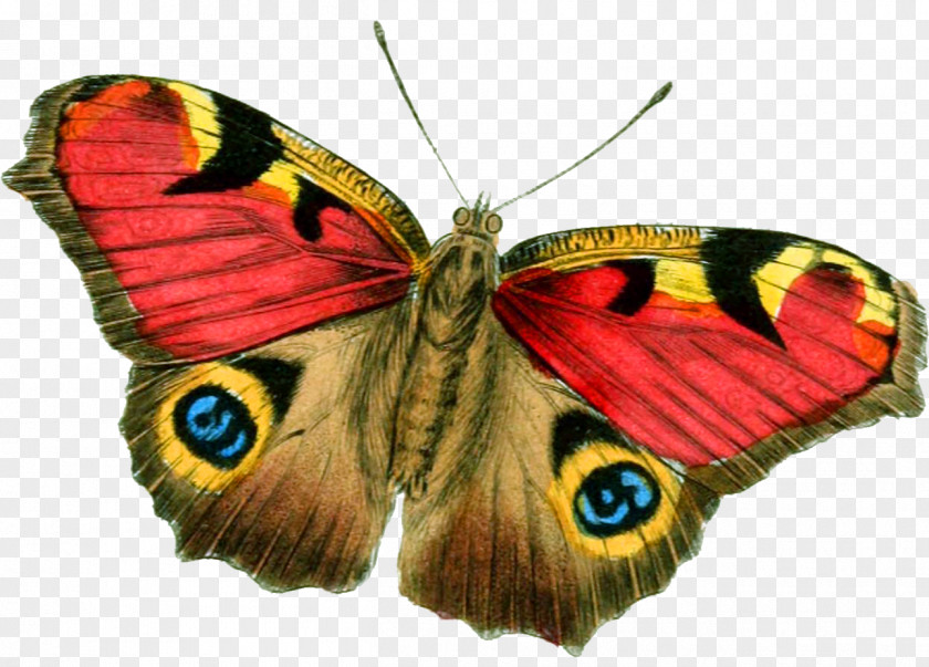 Watercolor Butterfly Insect Moth PNG