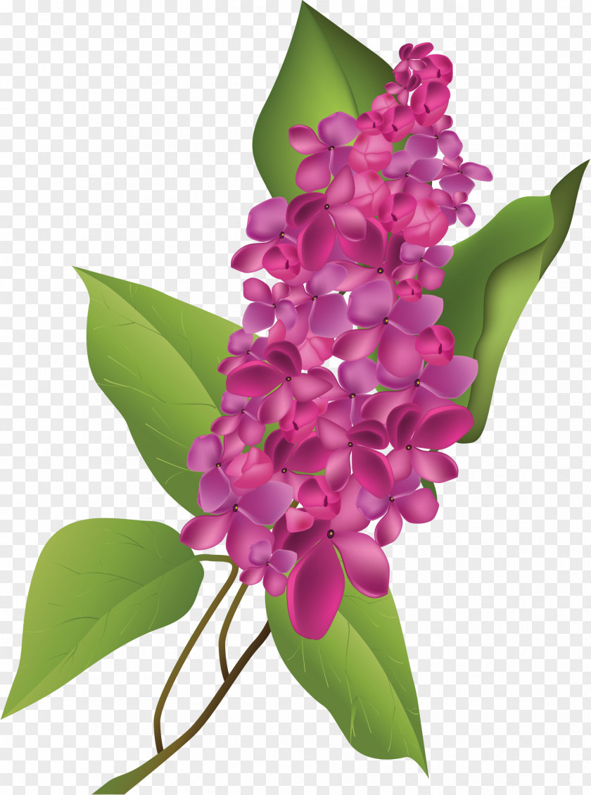 A Beautiful Roommate Who Receives Flowers Flower Floral Design Common Lilac PNG