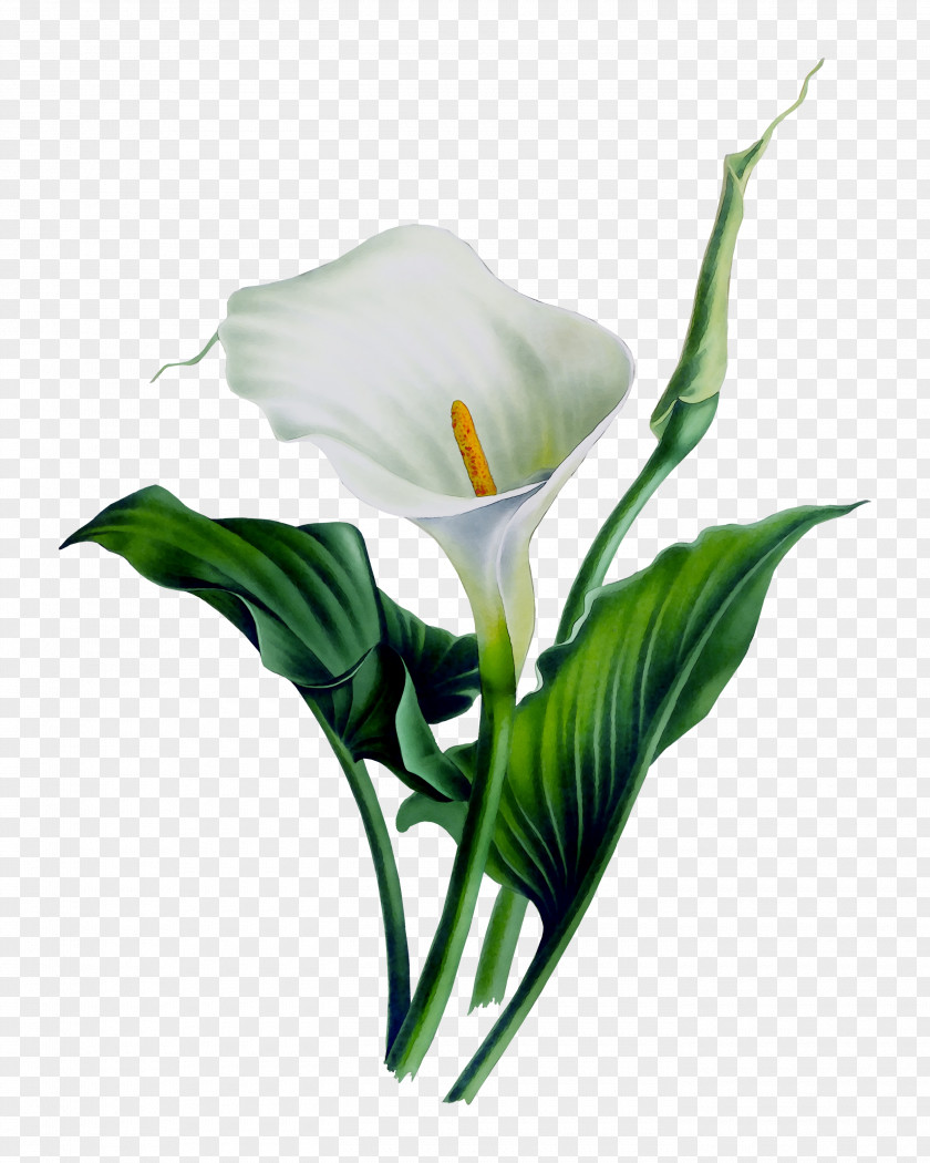 Arum Lilies Arum-lily Shower Curtains Bog PNG