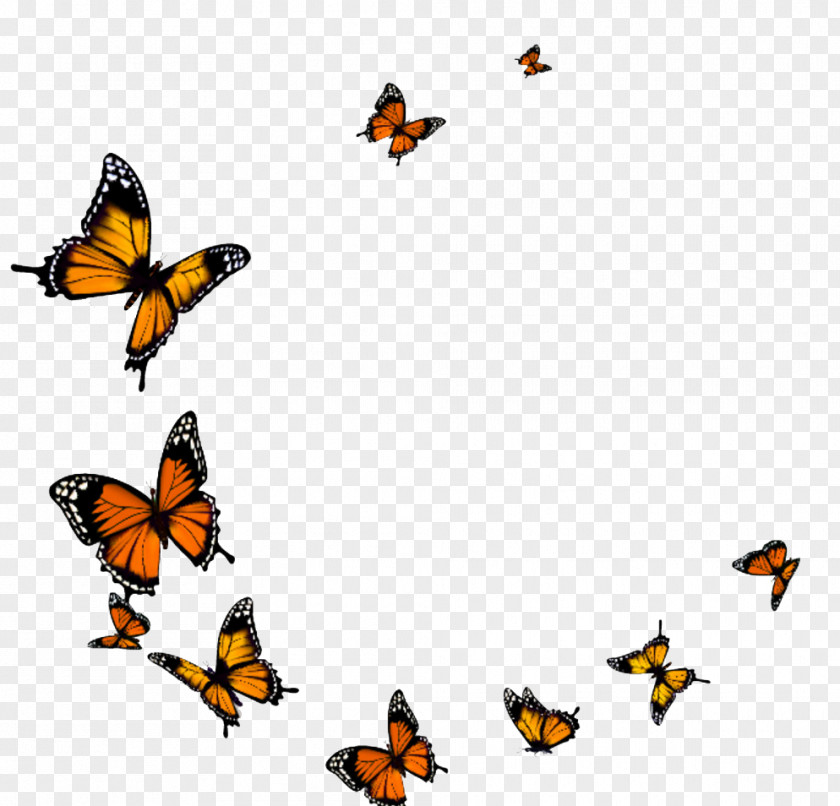 Butterfly Fly PNG