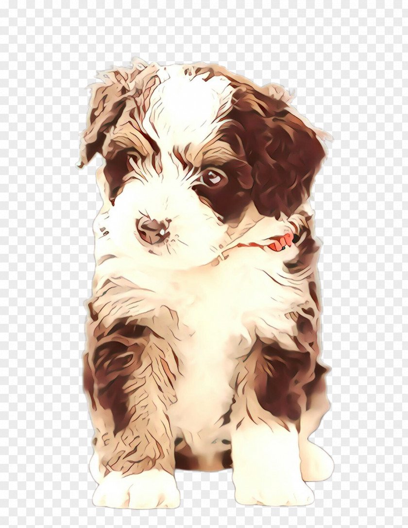 Cavapoo Bolonka Dog Cartoon PNG