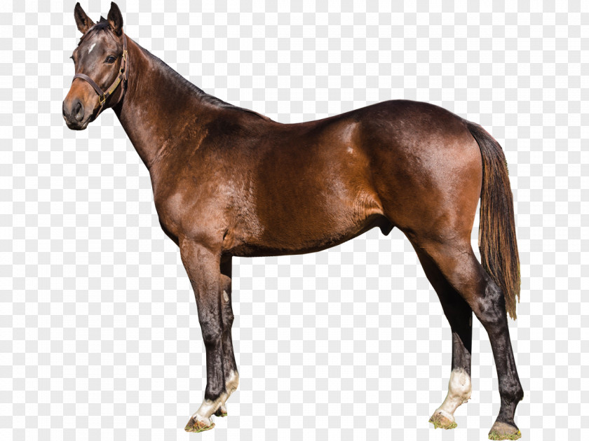 Mustang Andalusian Horse Mare Thoroughbred Stallion Cob PNG