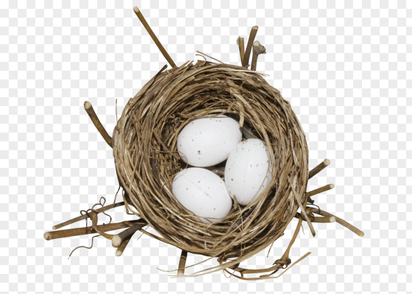 Nest Vector Bird Egg PNG