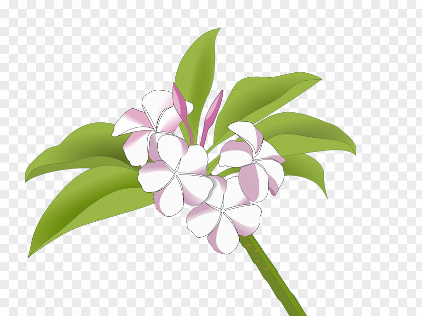 Plumeria Cut Flowers Frangipani Drawing Clip Art PNG