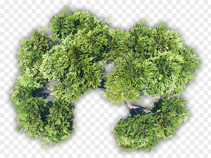 Tree Plan Treemapping Adansonia Digitata Leaf Vegetable PNG