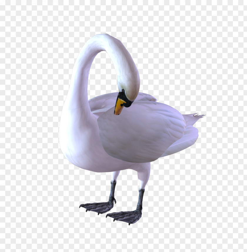 Cygnus Duck Goose Bird Black Swan Image PNG