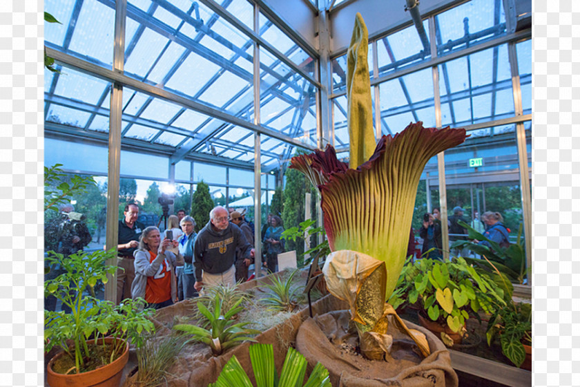 Flower Titan Arum Botanical Garden Botany PNG