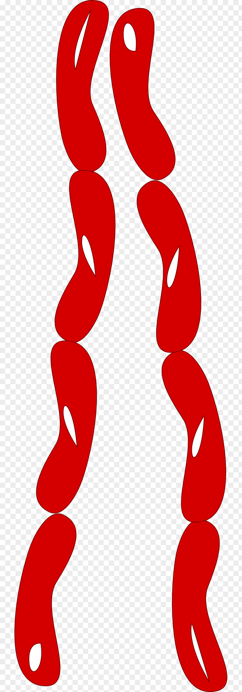 Hotdog Hot Dog Lorne Sausage Embutido Salami Clip Art PNG