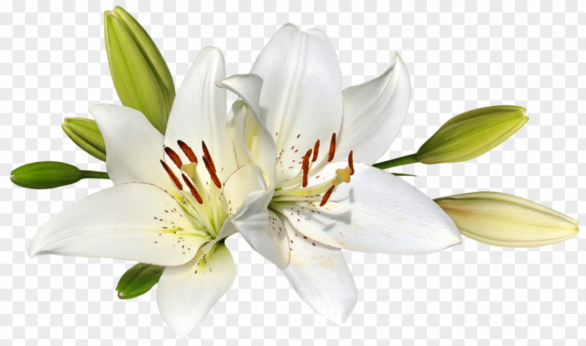 Lilies Easter Lily Flower Stock Photography Clip Art PNG