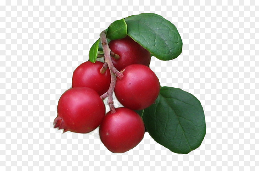 Lingonberry Barbados Cherry Food Cranberry Kona Coffee PNG