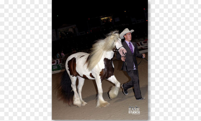 Luna Show Stallion Gypsy Horse Pony Bridle PNG