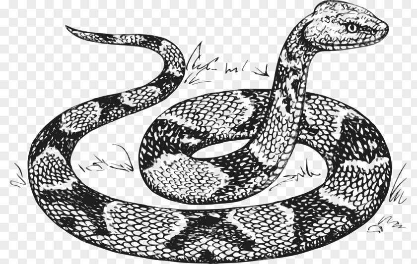 Snake Reptile Drawing Sketch PNG