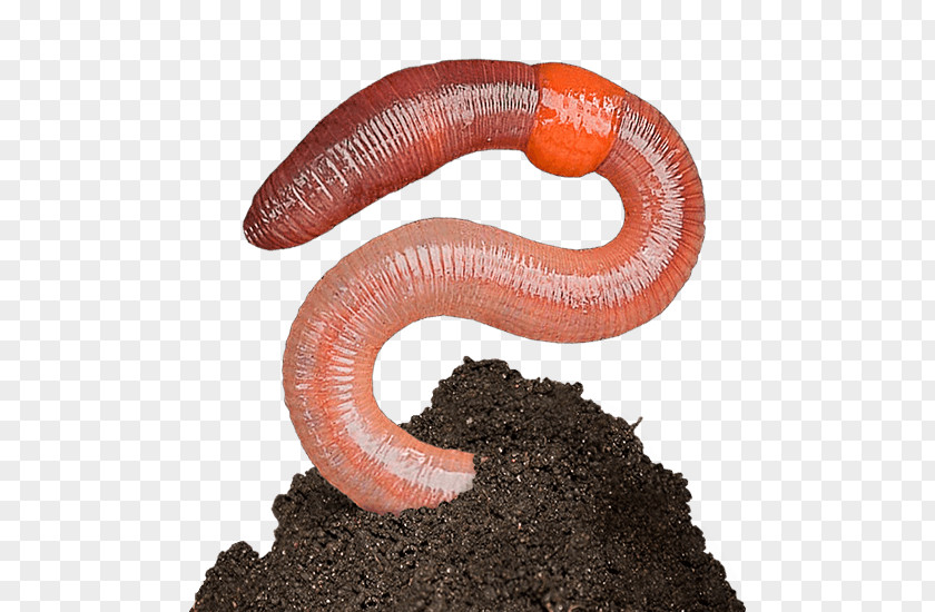 Worms Earthworm Terrestrial Animal PNG