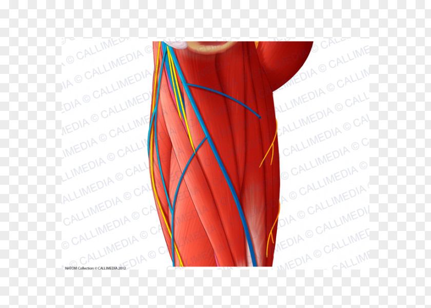 Arm Nerve Muscle Blood Vessel Shoulder PNG