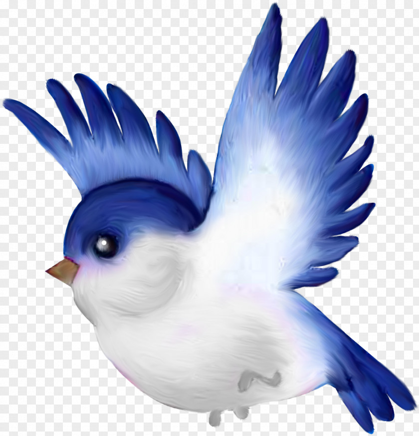 Birds Lovebird Parrot Clip Art PNG