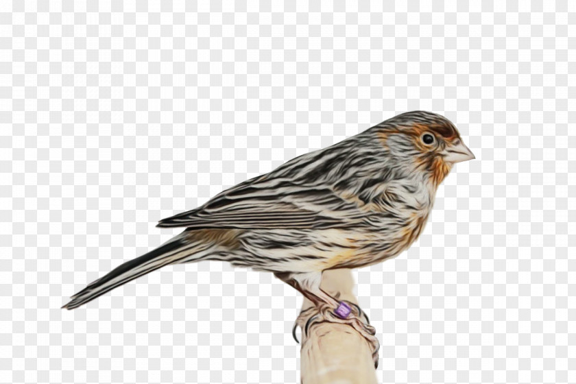 Feather PNG