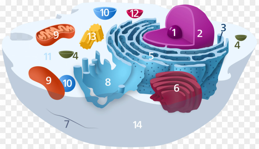 Golgi Apparatus Endomembrane System Cell Organelle Endoplasmic Reticulum PNG