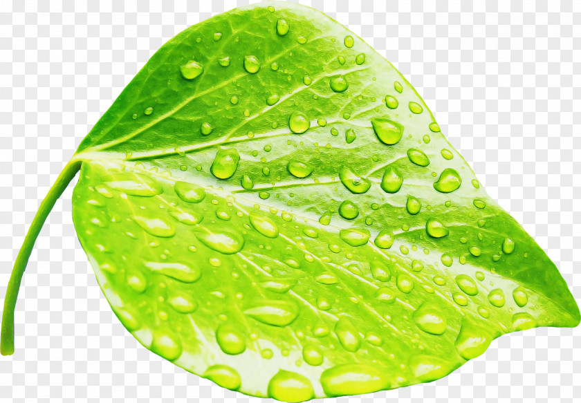 Leaf Dew Moist Plant Structure PNG