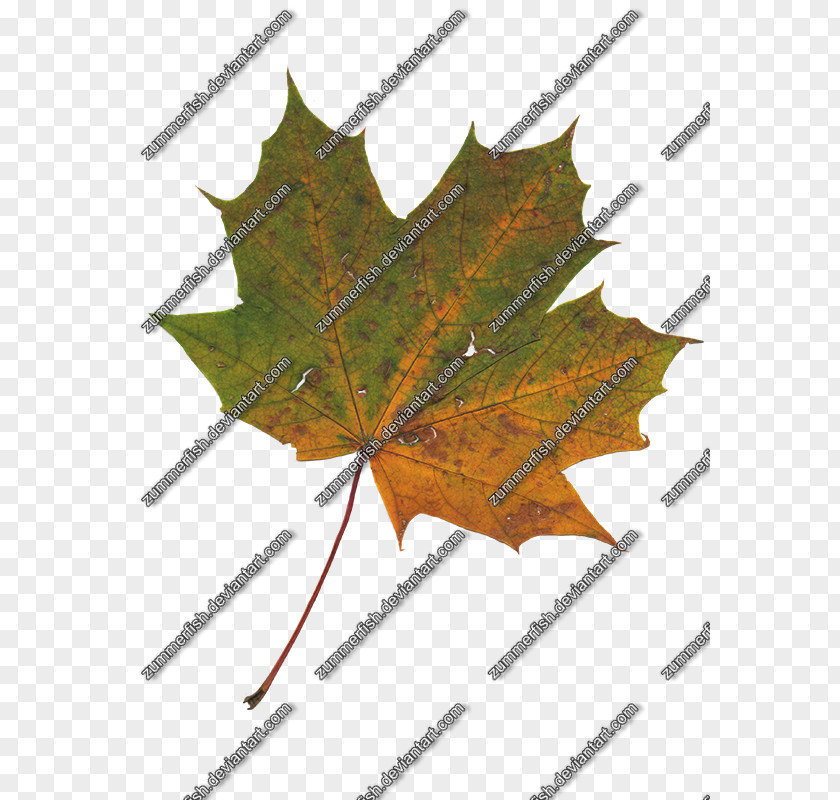 Leaf Maple Line Symmetry PNG