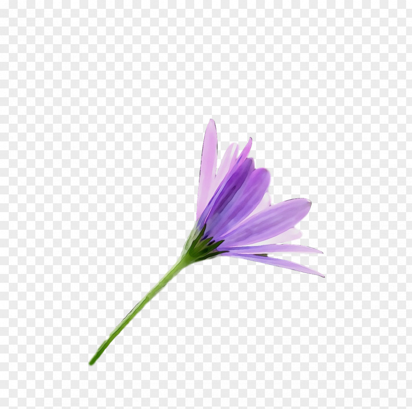 Plant Stem Petal Herbaceous Flower Plants PNG