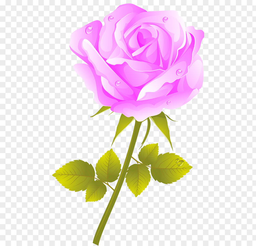 World Wide Web Garden Roses Cabbage Rose Flower PNG