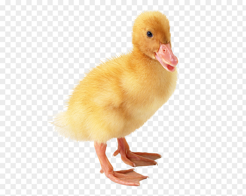 Duck Duckling American Pekin Clip Art PNG