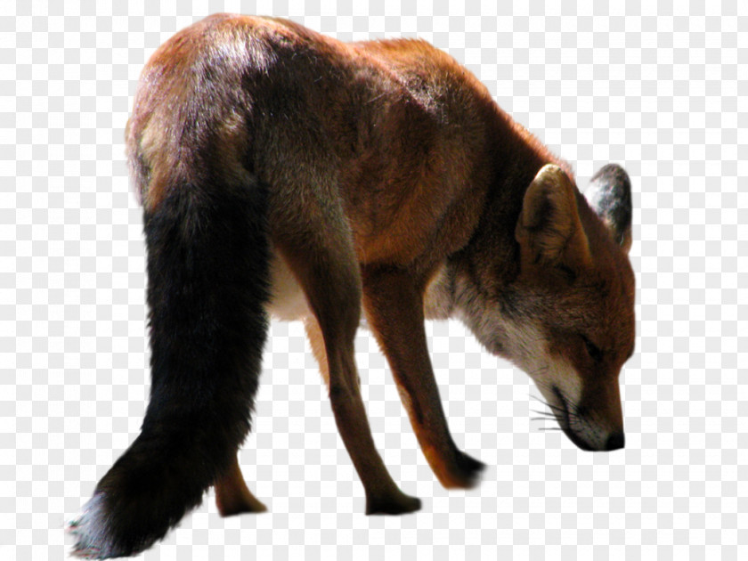 Fox Clip Art PNG