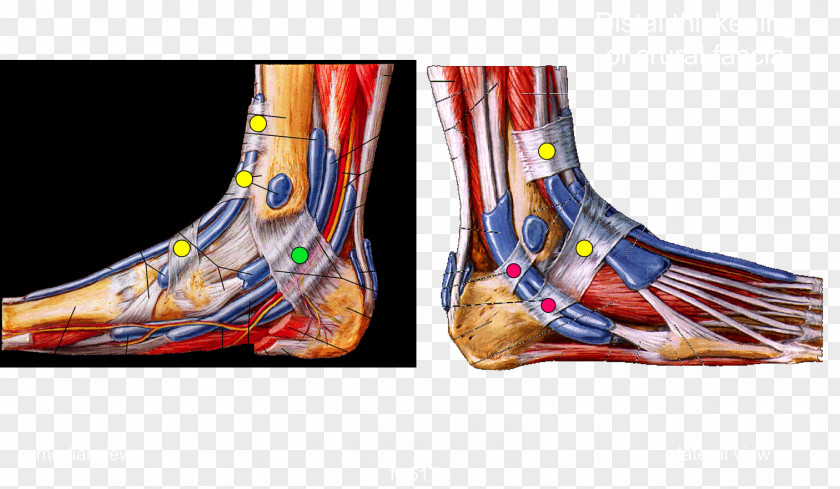Miller Vein Foot Ankle Human Anatomy Muscle PNG