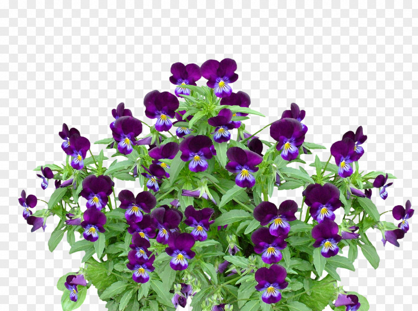 Pansy Violet Flower Plant Clip Art PNG