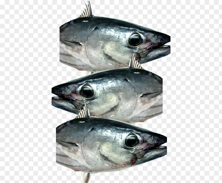 Skipjack Tuna Mackerel Fish Products Oily Sardine Anchovy PNG