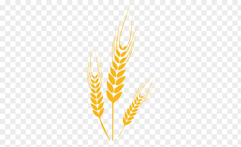 Wheat Drawing PNG