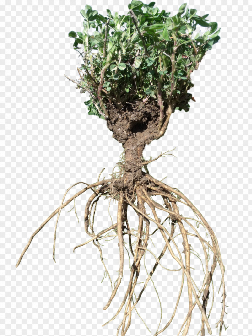 Alfalfa Red Clover Root Plant Stem PNG