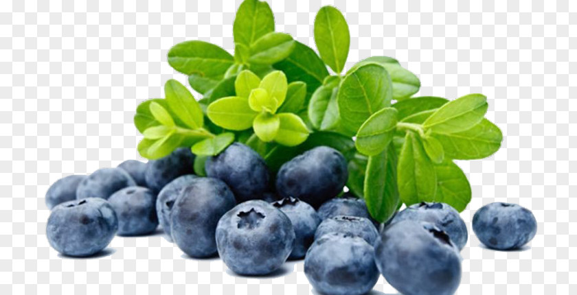 Blueberry European Bilberry Nutrient Fruit PNG