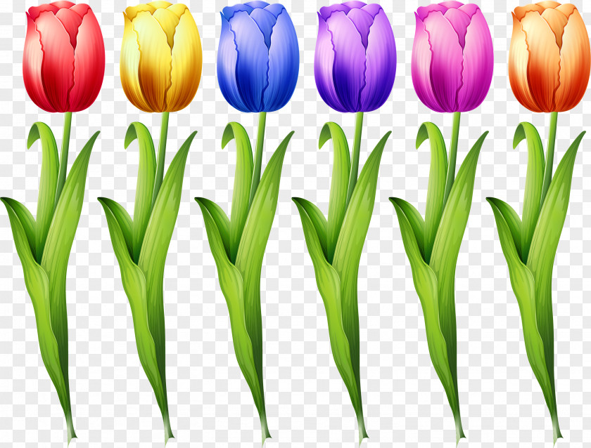 Colorful Tulips Tulip Euclidean Vector Flower Illustration PNG