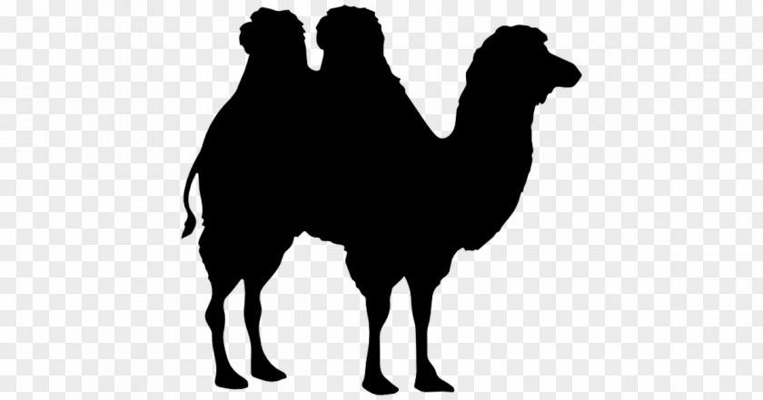 Horse Bactrian Camel Dromedary Silhouette PNG
