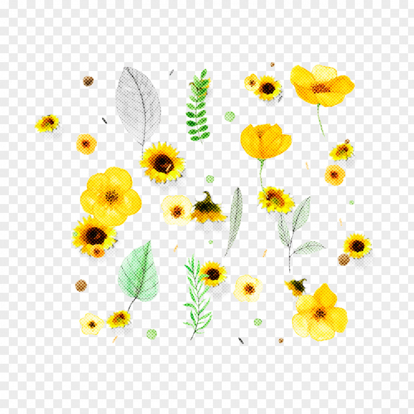 Pedicel Daisy Sunflower Background PNG