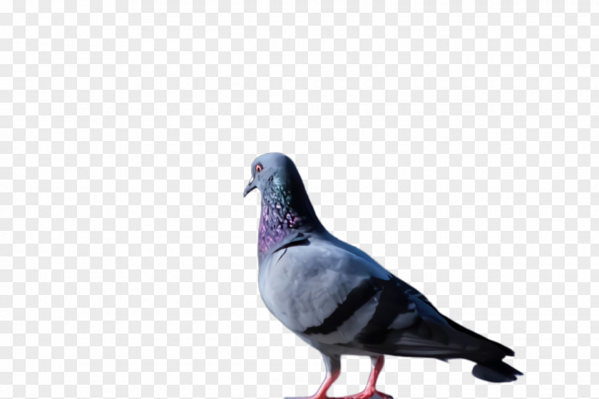 Stock Dove Rock Bird PNG