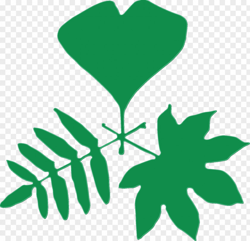 Symbol Botany Green Leaf Watercolor PNG