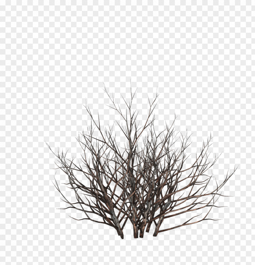 Tree Trees And Shrubs Drawing PNG