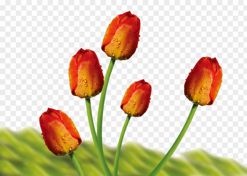 Tulip Bud Flower Bouquet PNG