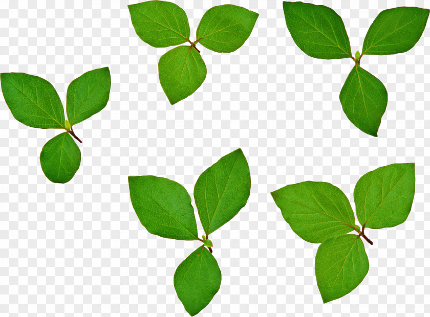 Leaf Green Plant Flower Tree PNG