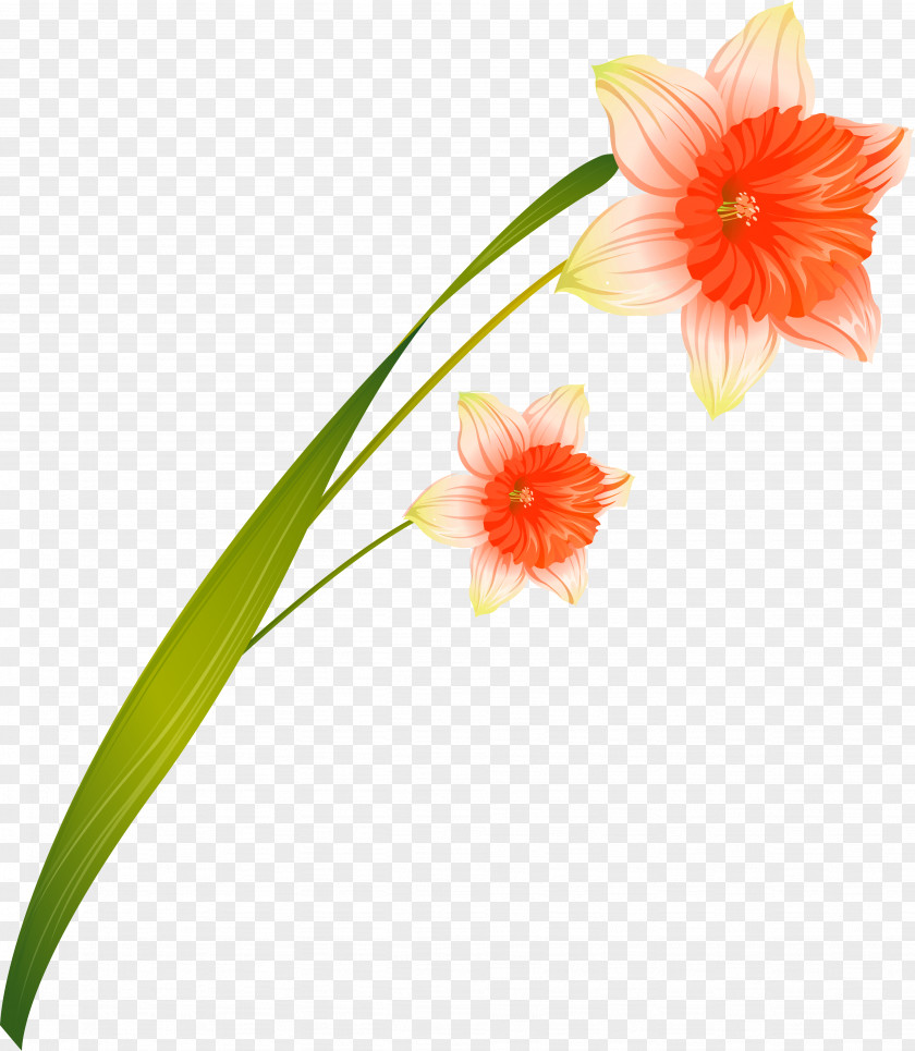 Narcissus Cut Flowers Daffodil PNG