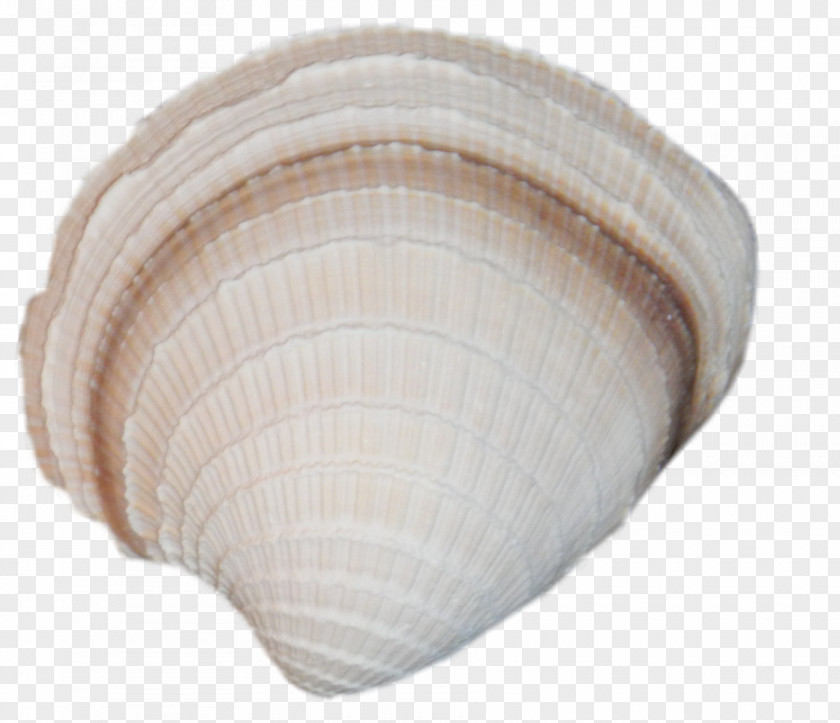 Sea Clam Cockle Seashell Oyster Mussel PNG