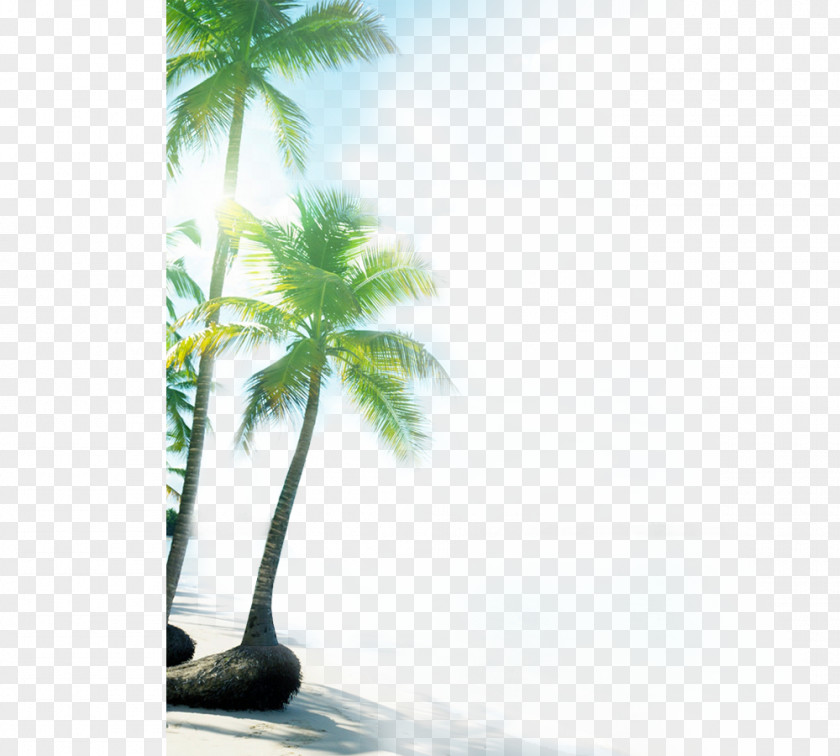 Sandy Beach Coconut Tree Las Terrenas Ocean Beauty Sea PNG