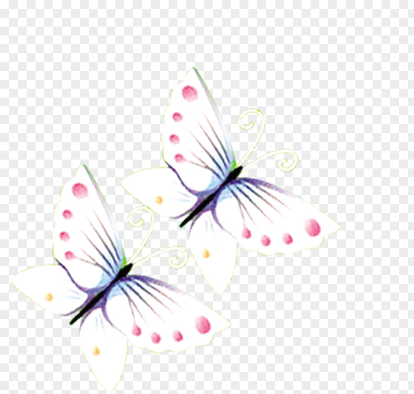Butterfly White Transparency And Translucency PNG