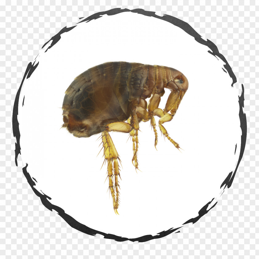 Flea Exodus Exterminating Inc. Insect Cockroach Bed Bug PNG