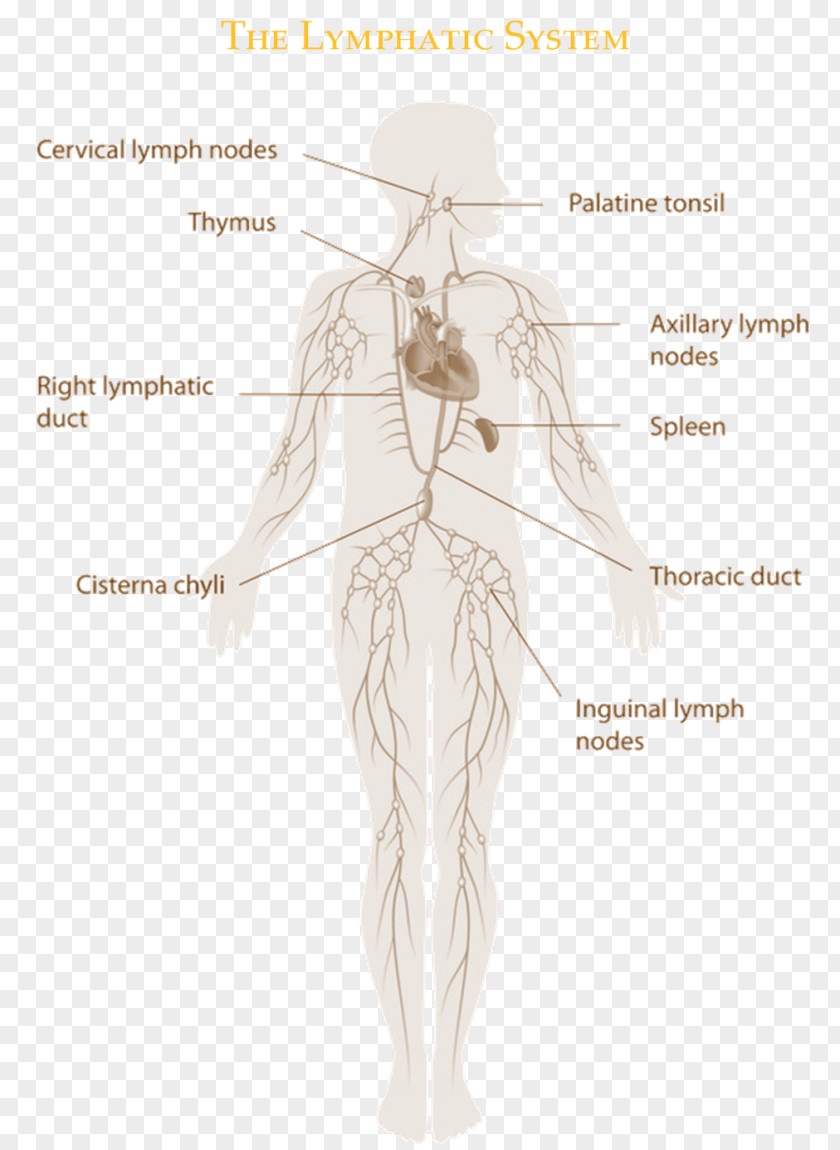 The Lymphatic System Manual Drainage Immune Vessel PNG