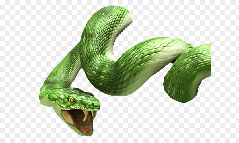 Anaconda Snake Desktop Wallpaper High-definition Television PNG
