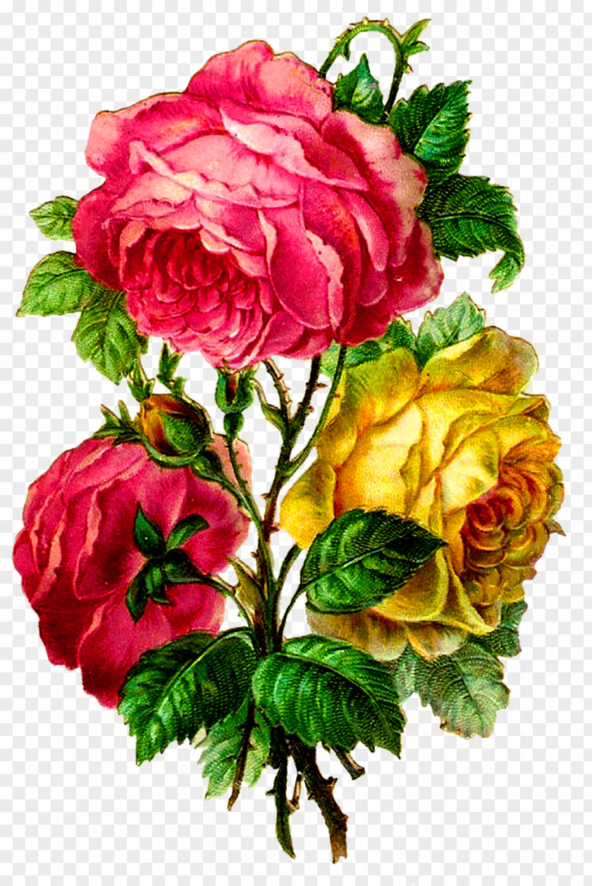 Carnations Cartoon Bouquet Flower Cabbage Rose Garden Roses Clip Art PNG