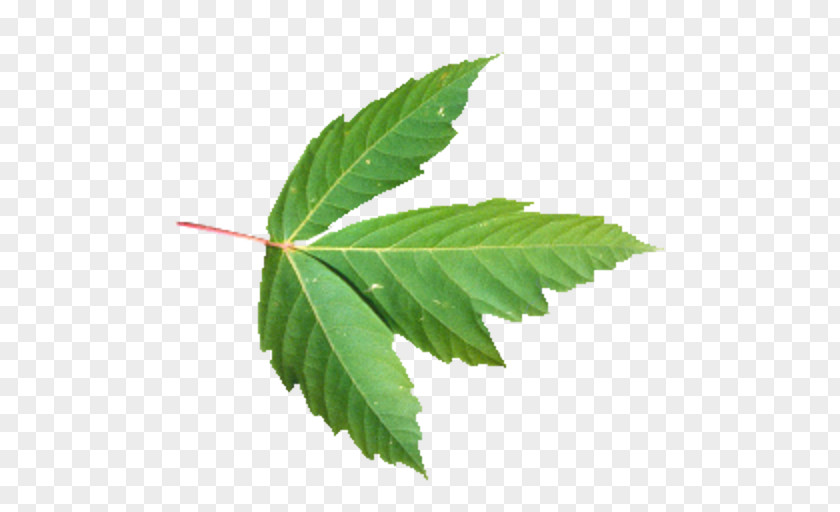 Seamless Tree Leaf Plant Hemp PNG